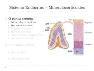 Sistema Endócrino – Mineralocorticoides
 O córtex secreta
 Mineralocorticoides
 (na zona externa)
 Glicocorticoides
 (na zona média)
 Andrógenos e estrógenos
 (na zona interna)
 A medula secreta
 Adrenalina
 Noradrenalina
 