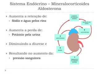 Sistema Endócrino – Mineralocorticoides
Aldosterona
 Aumenta a retenção de:
 Sódio e água pelos rins
 Aumenta a perda de:
 Potássio pela urina
 Diminuindo a diurese e
 Resultando no aumento da:
 pressão sanguínea
 