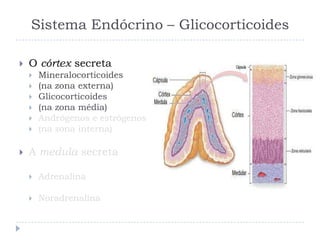 Sistema Endócrino – Glicocorticoides
 O córtex secreta
 Mineralocorticoides
 (na zona externa)
 Glicocorticoides
 (na zona média)
 Andrógenos e estrógenos
 (na zona interna)
 A medula secreta
 Adrenalina
 Noradrenalina
 