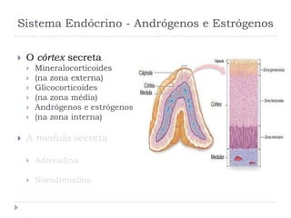 Sistema Endócrino - Andrógenos e Estrógenos
 O córtex secreta
 Mineralocorticoides
 (na zona externa)
 Glicocorticoides
 (na zona média)
 Andrógenos e estrógenos
 (na zona interna)
 A medula secreta
 Adrenalina
 Noradrenalina
 