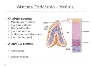 Sistema Endócrino – Medula
 O córtex secreta
 Mineralocorticoides
 (na zona externa)
 Glicocorticoides
 (na zona média)
 Andrógenos e estrógenos
 (na zona interna)
 A medula secreta
 Adrenalina
 Noradrenalina
 