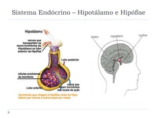 Sistema Endócrino – Hipotálamo e Hipófise
 