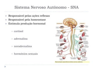Sistema Nervoso Autônomo - SNA
 Responsável pelas ações reflexas
 Responsável pela homeostase
 Estimula produção hormonal
 cortisol
 adrenalina
 noradrenalina
 hormônios sexuais
 