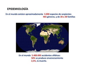 En	
  el	
  mundo	
  	
  5.400.000	
  accidentes	
  o?dicos:	
  	
  	
  
	
  	
  	
  	
  	
  	
  	
  	
  	
  	
  	
  	
  	
  	
  	
  	
  	
  	
  	
  	
  	
  	
  	
  	
  50%	
  se	
  produce	
  envenenamiento	
  	
  
	
  	
  	
  	
  	
  	
  	
  	
  	
  	
  	
  	
  	
  	
  	
  	
  	
  	
  	
  	
  	
  	
  	
  	
  2,5%,	
  la	
  muerte.	
  	
  
En	
  el	
  mundo	
  existen	
  aproximadamente	
  	
  3.000	
  especies	
  de	
  serpientes	
  	
  
	
  	
  	
  	
  	
  	
  	
  	
  	
  	
  	
  	
  	
  	
  	
  	
  	
  	
  	
  	
  	
  	
  	
  	
  	
  	
  	
  	
  	
  	
  	
  	
  	
  	
  	
  	
  	
  	
  	
  	
  	
  	
  	
  	
  	
  	
  	
  	
  	
  	
  	
  	
  	
  	
  	
  	
  	
  	
  	
  	
  	
  	
  	
  	
  	
  	
  	
  	
  	
  	
  	
  	
  465	
  géneros,	
  y	
  de	
  20	
  a	
  30	
  familias	
  	
  
EPIDEMIOLOGÍA	
  
 