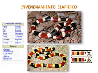 Clasificación científica
Reino: Animalia
Filo: Chordata
Clase: Sauropsida
Orden: Squamata
Suborden: Serpentes
Familia: Elapidae
Géneros
• Calliophis
• Sinomicrurus
• Leptomicrurus
• Micrurus
• Micruroides
ENVENENAMIENTO	
  	
  ELAPIDICO	
  
 