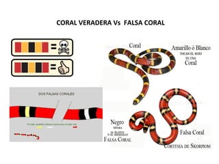 CORAL	
  VERADERA	
  Vs	
  	
  FALSA	
  CORAL	
  
 