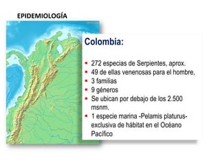 Colombia:
§  272 especias de Serpientes, aprox.
§  49 de ellas venenosas para el hombre,
§  3 familias
§  9 géneros
§  Se ubican por debajo de los 2.500
msnm.
§  1 especie marina -Pelamis platurus-
exclusiva de hábitat en el Océano
Pacífico
EPIDEMIOLOGÍA	
  
 