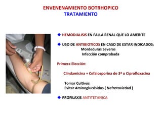 u HEMODIALISIS	
  EN	
  FALLA	
  RENAL	
  QUE	
  LO	
  AMERITE	
  
u USO	
  DE	
  ANTIBIOTICOS	
  EN	
  CASO	
  DE	
  ESTAR	
  INDICADOS:	
  
	
  	
  	
  	
  	
  	
  	
  	
  	
  	
  	
  	
  	
  	
  	
  	
  	
  	
  	
  	
  	
  	
  	
  	
  	
  	
  Mordeduras	
  Severas	
  
	
  	
  	
  	
  	
  	
  	
  	
  	
  	
  	
  	
  	
  	
  	
  	
  	
  	
  	
  	
  	
  	
  	
  	
  	
  	
  	
  Infección	
  comprobada	
  
	
  	
  	
  	
  	
  	
  	
  
Primera	
  Elección:	
  	
  	
  
	
  	
  	
  	
  	
  	
  	
  	
  	
  	
  	
  	
  	
  	
  	
  	
  	
  	
  	
  
	
  	
  	
  	
  	
  	
  	
  Clindamicina	
  +	
  Cefalosporina	
  de	
  3ª	
  o	
  Ciproﬂoxacina	
  
	
  
	
  	
  	
  	
  	
  	
  	
  	
  Tomar	
  Culfvos	
  
	
  	
  	
  	
  	
  	
  	
  	
  Evitar	
  Aminoglucósidos	
  (	
  Nefrotoxicdad	
  )	
  
	
  
u PROFILAXIS	
  ANTITETANICA	
  
ENVENENAMIENTO	
  BOTRHOPICO	
  
TRATAMIENTO	
  
 