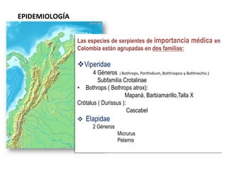 EPIDEMIOLOGÍA	
  
Las especies de serpientes de importancia médica en
Colombia están agrupadas en dos familias:
v Viperidae
4 Géneros 	
  (	
  Bothrops,	
  Porthidium,	
  Bothriopsis	
  y	
  Bothriechis	
  )
Subfamilia Crotalinae
•  Bothrops ( Bothrops atrox):
Mapaná, Barbiamarillo,Talla X
Crótalus ( Durissus ):
Cascabel
v  Elapidae
2 Géneros
Micrurus
Pelamis
 