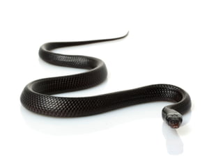 Accidente Ofídico  2015