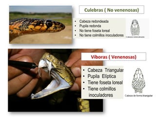 •  Cabeza redondeada
•  Pupila redonda
•  No tiene foseta loreal
•  No tiene colmillos inoculadores
Culebras	
  (	
  No	
  venenosas)	
  	
  	
  	
  	
  	
  	
  	
  	
  	
  	
  	
  	
  	
  	
  
•  Cabeza Triangular
•  Pupila Elíptica
•  Tiene foseta loreal
•  Tiene colmillos
inoculadores
Víboras	
  (	
  Venenosas)	
  	
  	
  	
  	
  	
  	
  	
  	
  	
  	
  	
  	
  	
  	
  
 