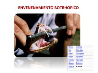 Reino: Animalia
Filo: Chordata
Clase: Sauropsida
Orden: Squamata
Familia: Viperidae
Género: Bothrops
Especie
:
B. atrox
ENVENENAMIENTO	
  BOTRHOPICO	
  
 