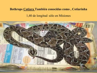 Bothrops Cotiara También conocidas como , Cotiarinha
1,40 de longitud sólo en Misiones
 