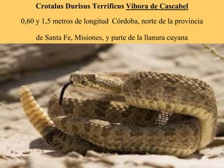 Crotalus Durisus Terrificus Víbora de Cascabel
0,60 y 1,5 metros de longitud Córdoba, norte de la provincia
de Santa Fe, Misiones, y parte de la llanura cuyana
 