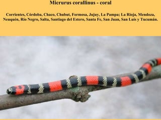 Micrurus corallinus - coral
Corrientes, Córdoba, Chaco, Chubut, Formosa, Jujuy, La Pampa; La Rioja, Mendoza,
Neuquén, Río Negro, Salta, Santiago del Estero, Santa Fe, San Juan, San Luís y Tucumán.
 