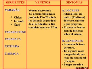 SERPIENTES VENENOS SINTOMAS
YARARÁS
* Chica
* Grande
* Ñata
YARARACUSSU
YARARACA
COTIARA
CAISACA
Veneno necrosante A. LOCALES
Su acción comienza a - Edema local cia-
producir 15 o 20 minú- nótico (Violáceos)
tos después de produci- doloroso, caliente
do el accidente. Se fija y que progresa.
completamente en 12 hs. - Frecuente forma-
ción de flictenas
sobre el mismo.
B. GENERALES
- Aumento de tem-
peratura.
- En algunos casos
sangrados de en-
cias mucosa bucal
y lengua.
- Sangre en orina.
hematuria
 