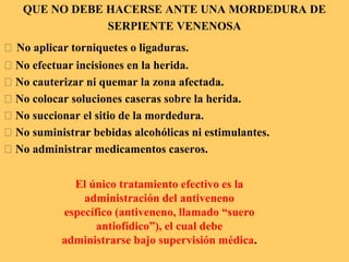 QUE NO DEBE HACERSE ANTE UNA MORDEDURA DE
SERPIENTE VENENOSA
􀀹 No aplicar torniquetes o ligaduras.
􀀹 No efectuar incisiones en la herida.
􀀹 No cauterizar ni quemar la zona afectada.
􀀹 No colocar soluciones caseras sobre la herida.
􀀹 No succionar el sitio de la mordedura.
􀀹 No suministrar bebidas alcohólicas ni estimulantes.
􀀹 No administrar medicamentos caseros.
El único tratamiento efectivo es la
administración del antiveneno
específico (antiveneno, llamado “suero
antiofídico”), el cual debe
administrarse bajo supervisión médica.
 