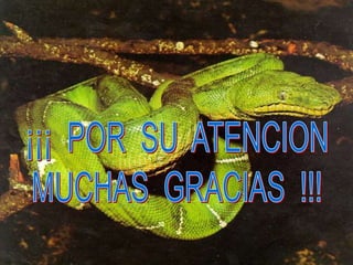 Ofidios de-argentina.ppt2