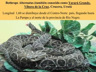 Bothrops Alternatus (también conocida como Yarará Grande,
Víbora de la Cruz, Crucera, Urutú
Longitud 1,60 se distribuye desde el Centro-Norte país, llegando hasta
La Pampa y el norte de la provincia de Río Negro.
 