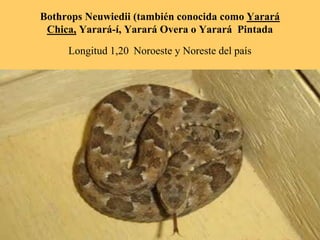 Bothrops Neuwiedii (también conocida como Yarará
Chica, Yarará-í, Yarará Overa o Yarará Pintada
Longitud 1,20 Noroeste y Noreste del país
 