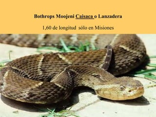 Bothrops Moojeni Caisaca o Lanzadera
1,60 de longitud sólo en Misiones
 