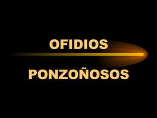 OFIDIOS PONZOÑOSOS 