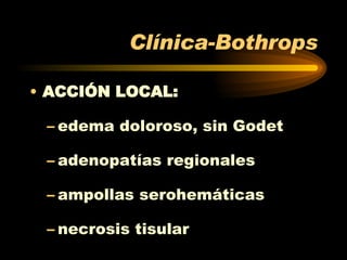 Clínica-Bothrops ACCIÓN LOCAL: edema doloroso, sin Godet adenopatías regionales ampollas serohemáticas necrosis tisular 