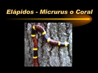 Elápidos - Micrurus o Coral 