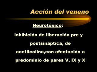 Acción del veneno Neurotóxico :  inhibición de liberación pre y postsináptica, de acetilcolina,con afectación a predominio de pares V, IX y X 