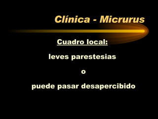 Clínica - Micrurus Cuadro local: leves parestesias o puede pasar desapercibido 