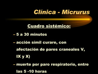 Clínica - Micrurus Cuadro sistémico: 5 a 30 minutos acción símil curare, con afectación de pares craneales V, IX y X) muerte por paro respiratorio, entre las 5 -10 horas 