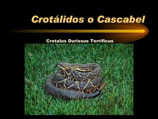 Crotálidos o Cascabel Crotalus Durissus Terrificus 