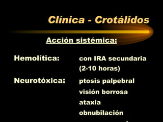 Clínica - Crotálidos Acción sistémica: Hemolítica:  con IRA secundaria  (2-10 horas) Neurotóxica : ptosis palpebral visión borrosa ataxia obnubilación coma y  muerte 