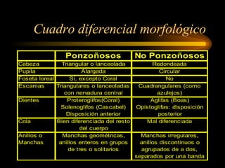 Cuadro diferencial morfológico 
