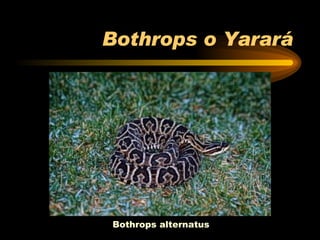 Bothrops o Yarará Bothrops alternatus 