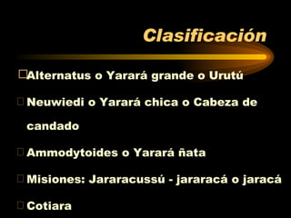 Clasificación Alternatus o Yarará grande o Urutú  Neuwiedi o Yarará chica o Cabeza de candado Ammodytoides o Yarará ñata Misiones: Jararacussú - jararacá o jaracá Cotiara 