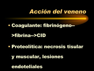 Acción del veneno Coagulante: fibrinógeno-->fibrina-->CID Proteolítica: necrosis tisular y muscular, lesiones endoteliales 