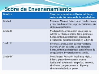 Score de Envenenamiento 
Grado 0 Sin envenenamiento: Dolor mínimo y 
solamente las marcas de la mordedura 
Grado I Mínimo: Marcas, dolor, 2 a 10 cm de edema 
y eritema durante las 12 primeras horas, sin 
síntomas sistémicos 
Grado II Moderado: Marcas, dolor, 12 a 25 cm de 
edema y eritema durante las 12 primeras 
horas, síntomas sistémicos con rápida 
progresión. Sangrado inicial en la herida 
Grado III Severo: Marcas, dolor, edema y eritema 
mayor a 25 cm durante las 12 primeras 
horas, síntomas sistémicos con defectos de 
coagulación. Progresión muy rápida. 
Grado IV Muy Severo: Reacción local muy rápida. 
Edema puede involucrar el tronco 
ipsilateral, equimosis, ampollas, necrosis, 
síndrome compartamental. Signos y 
síntomas sistémicos graves. 
 