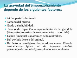 La gravedad del emponzoñamiento 
depende de los siguientes factores: 
 A) Por parte del animal: 
 Tamaño del mismo. 
 Grado de irritabilidad. 
 Estado de repleción o agotamiento de la glándula 
(tiempo transcurrido de su alimentación o mordida). 
 Estado funcional y anatómico de los colmillos. 
 Del período de celo del animal. 
 De factores ecológicos favorecedores como: Elevada 
temperatura, época del año (verano- otoño), 
porcentaje de humedad, precipitaciones abundantes. 
 