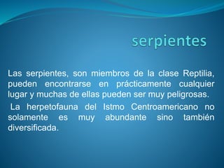 Las serpientes, son miembros de la clase Reptilia, 
pueden encontrarse en prácticamente cualquier 
lugar y muchas de ellas pueden ser muy peligrosas. 
La herpetofauna del Istmo Centroamericano no 
solamente es muy abundante sino también 
diversificada. 
 
