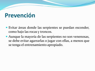 Prevención 
 Evitar áreas donde las serpientes se puedan esconder, 
como bajo las rocas y troncos. 
 Aunque la mayoría de las serpientes no son venenosas, 
se debe evitar agarrarlas o jugar con ellas, a menos que 
se tenga el entrenamiento apropiado. 
 