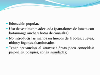  Educación popular. 
 Uso de vestimenta adecuada (pantalones de loneta con 
botamanga ancha y botas de caña alta). 
 No introducir las manos en huecos de árboles, cuevas, 
nidos y fogones abandonados. 
 Tener precaución al atravesar áreas poco conocidas: 
pajonales, bosques, zonas inundadas; 
 