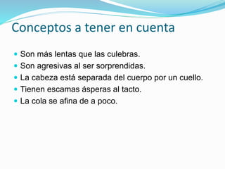 Conceptos a tener en cuenta 
 Son más lentas que las culebras. 
 Son agresivas al ser sorprendidas. 
 La cabeza está separada del cuerpo por un cuello. 
 Tienen escamas ásperas al tacto. 
 La cola se afina de a poco. 
 