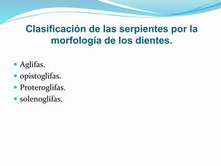 Clasificación de las serpientes por la 
morfología de los dientes. 
 Aglifas. 
 opistoglifas. 
 Proteroglifas. 
 solenoglifas. 
 