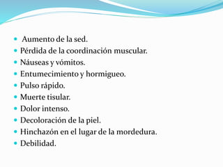  Aumento de la sed. 
 Pérdida de la coordinación muscular. 
 Náuseas y vómitos. 
 Entumecimiento y hormigueo. 
 Pulso rápido. 
 Muerte tisular. 
 Dolor intenso. 
 Decoloración de la piel. 
 Hinchazón en el lugar de la mordedura. 
 Debilidad. 
 