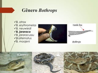 Gênero Bothrops
B. atrox
B. erythromelas
B. neuwiedi
B. jararaca
B. jararacussu
B.alternatus
B. moojeni
B. atrox
B. jararaca
 