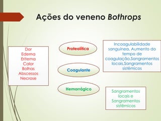 Ações do veneno Bothrops
Sangramentos
locais e
Sangramentos
sistêmicos
Proteolítica
Coagulante
Hemorrágico
Incoagulabilidade
sanguínea, Aumento do
tempo de
coagulação,Sangramentos
locais,Sangramentos
sistêmicos
Dor
Edema
Eritema
Calor
Bolhas
Abscessos
Necrose
 