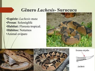 Gênero Lachesis- Surucucu
•Espécie: Lachesis muta
•Presas: Solenóglifa
•Habitat: Floresta tropical.
•Hábitos: Noturnos
•Animal ovíparo
 