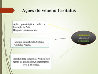 Ações do veneno Crotalus
Neurotóxico
Miotóxico
Coagulante
Ação pré-sináptica inibi a
liberação da Ach.
Bloqueio neuromuscular.
Mialgia generalizada, Colúria,
Oligúria, Anúria.
Incoalulidade sanguínea, Aumento do
tempo de coagulação, Sangramentos
local e Sistêmico.
 