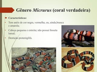 Gênero Micrurus (coral verdadeira)
 Características:
• Tem anéis de cor negra, vermelha, ou, ainda,branca
e amarela;
• Cabeça pequena e estreita; não possui fosseta
loreal;
• Dentição proteróglifa.
 